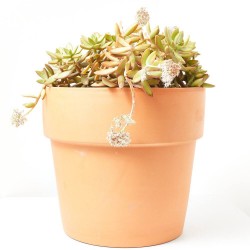 CRASSULA VARIEDADES  MACETA 10L
