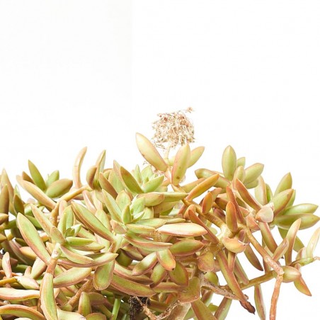 CRASSULA VARIEDADES  MACETA 10L