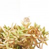 CRASSULA VARIEDADES  MACETA 10L
