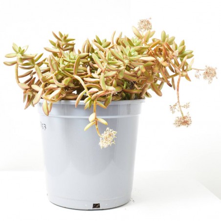 CRASSULA VARIEDADES  MACETA 10L