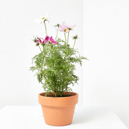 COSMOS MACETA 13CM 