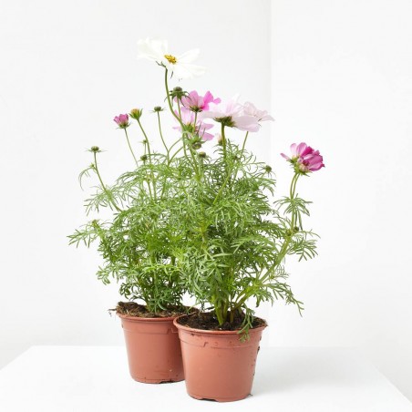 COSMOS MACETA 13CM 