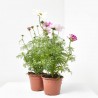 COSMOS MACETA 13CM 