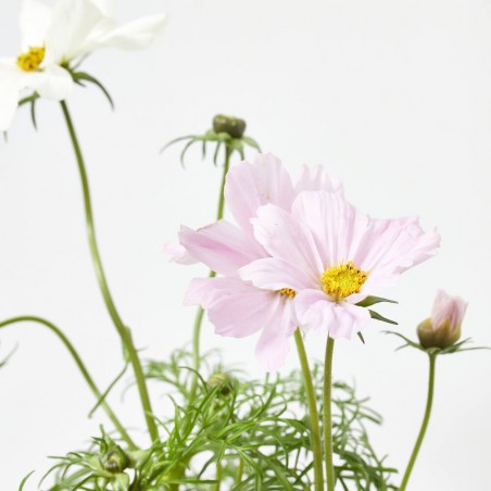COSMOS MACETA 13CM 