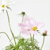 COSMOS MACETA 13CM 