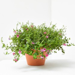 DIASCIA MACETA 13CM