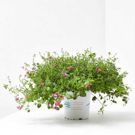 DIASCIA MACETA 13CM