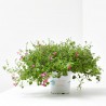 DIASCIA MACETA 13CM
