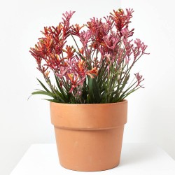 ANIGOZANTHOS 3L TRICOLOR