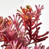 ANIGOZANTHOS 3L TRICOLOR