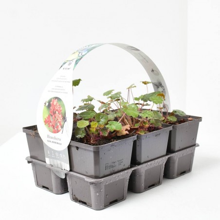 HEUCHERA X6