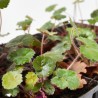 HEUCHERA X6