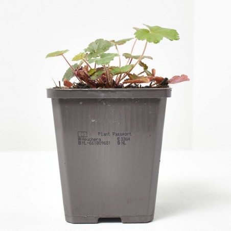 HEUCHERA X6