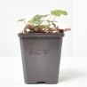 HEUCHERA X6
