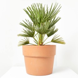 CHAMAEROPS SOLID GREEN MACETA 5L