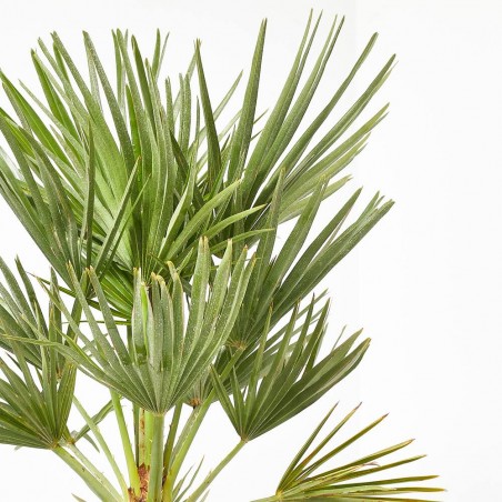 CHAMAEROPS SOLID GREEN MACETA 5L