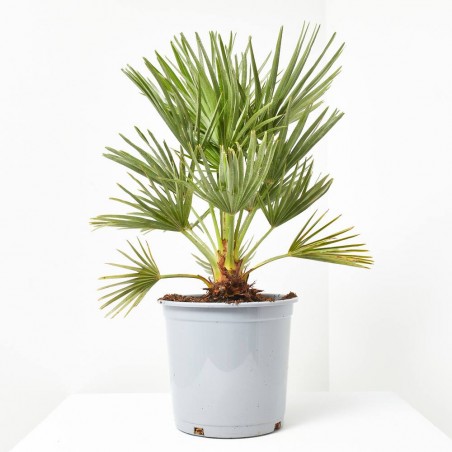 CHAMAEROPS SOLID GREEN MACETA 5L