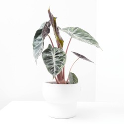 ALOCASIA PINK DRAGON MACETA 14CM