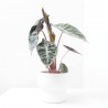 ALOCASIA PINK DRAGON MACETA 14CM