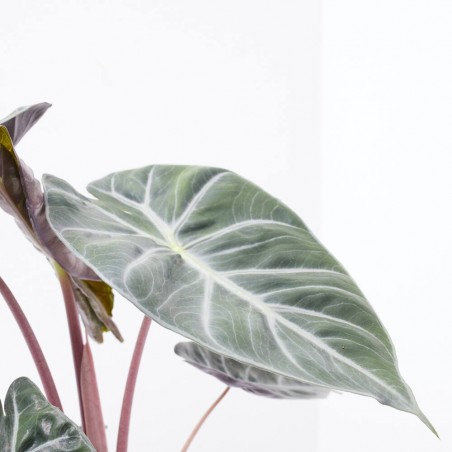 ALOCASIA PINK DRAGON MACETA 14CM