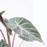 ALOCASIA PINK DRAGON MACETA 14CM