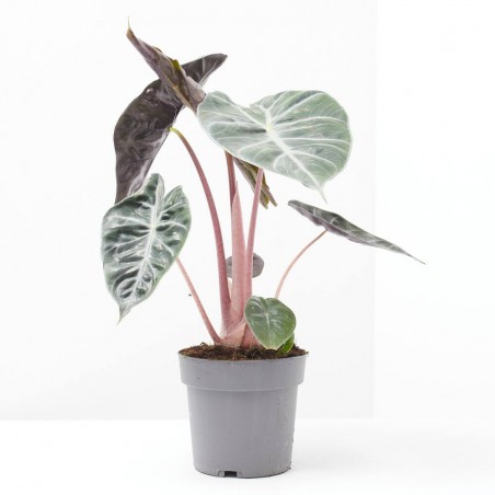 ALOCASIA PINK DRAGON MACETA 14CM