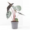 ALOCASIA PINK DRAGON MACETA 14CM