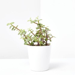 PORTULACARIA  MACETA 10.5CM