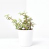 PORTULACARIA  MACETA 10.5CM
