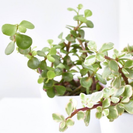 PORTULACARIA  MACETA 10.5CM