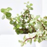 PORTULACARIA  MACETA 10.5CM