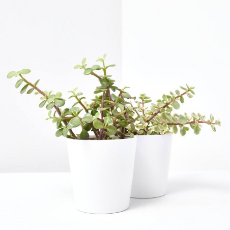 PORTULACARIA  MACETA 10.5CM