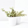 PORTULACARIA  MACETA 10.5CM