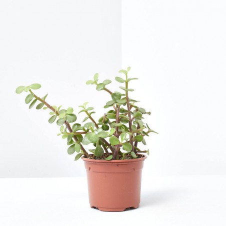 PORTULACARIA  MACETA 10.5CM