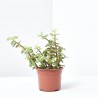PORTULACARIA  MACETA 10.5CM