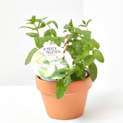 MENTA MOJITO M-14 MENTHA SPICATA