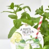 MENTA MOJITO M-14 MENTHA SPICATA