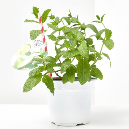 MENTA MOJITO M-14 MENTHA SPICATA