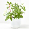 MENTA MOJITO M-14 MENTHA SPICATA