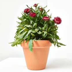 FLOR DE PAPEL MACETA 15CM