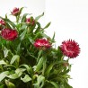 FLOR DE PAPEL MACETA 15CM