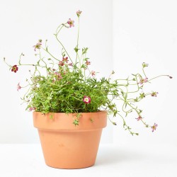 SAXIFRAGA ARENDSII MACETA 13CM