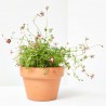 SAXIFRAGA ARENDSII MACETA 13CM