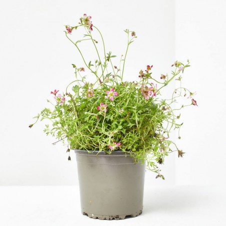 SAXIFRAGA ARENDSII MACETA 13CM