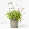 SAXIFRAGA ARENDSII MACETA 13CM