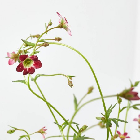 SAXIFRAGA ARENDSII MACETA 13CM
