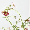 SAXIFRAGA ARENDSII MACETA 13CM