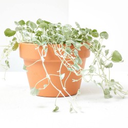 DICHONDRIA ARGENTEA MACETA 13CM