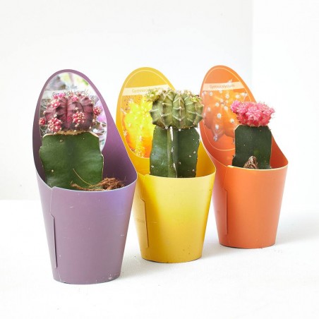 CACTUS INJERTADOS MACETA 6.5CM