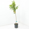LIMONERO LUNERO 10L